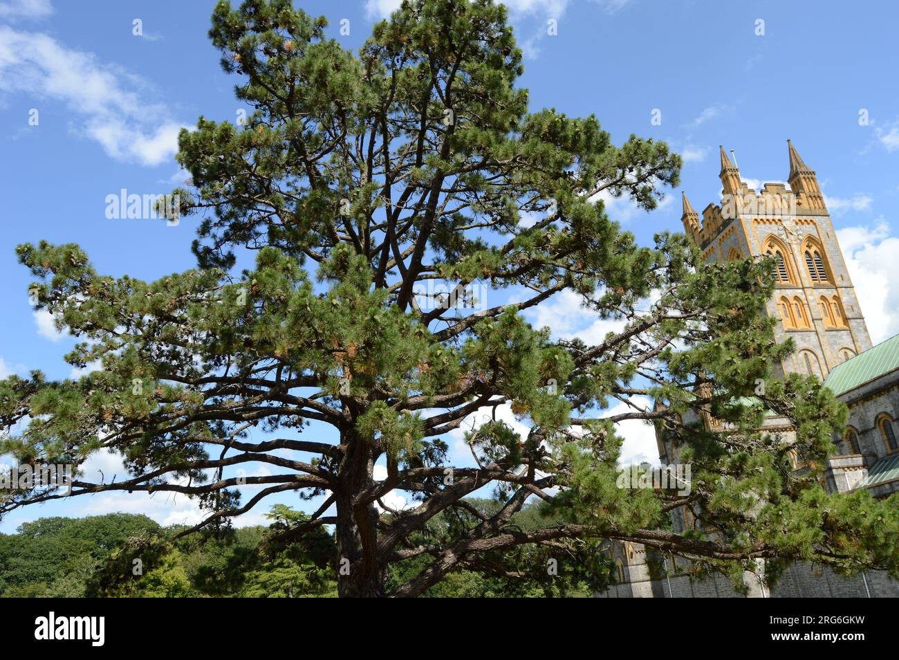 Monterey-Pine-Buckfast-Abbey-2023 Stockfoto