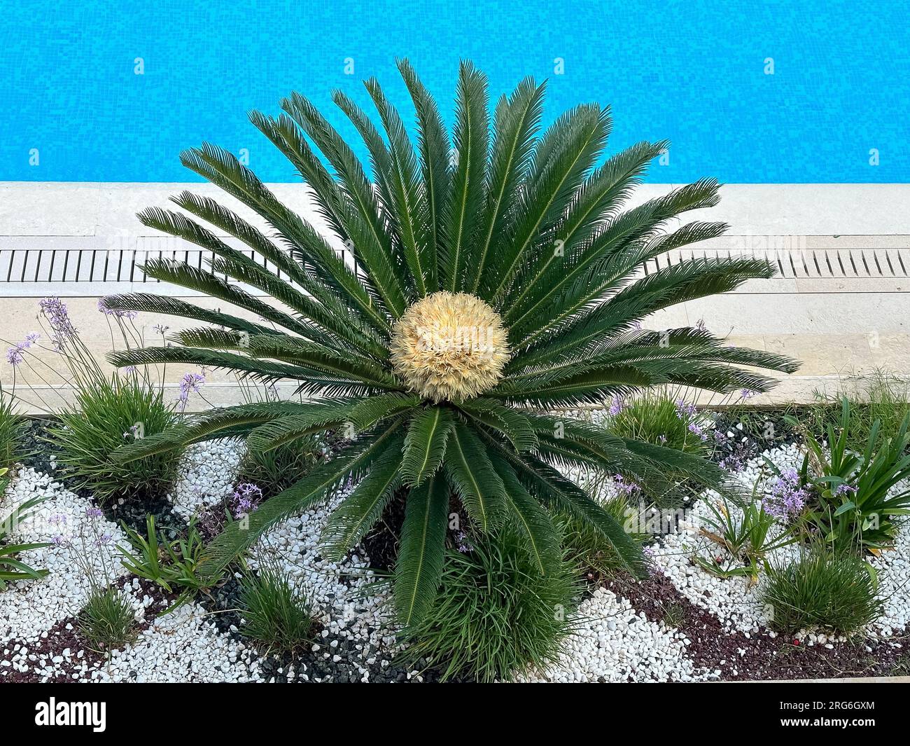 Eine blühende tropische Palme Stockfoto