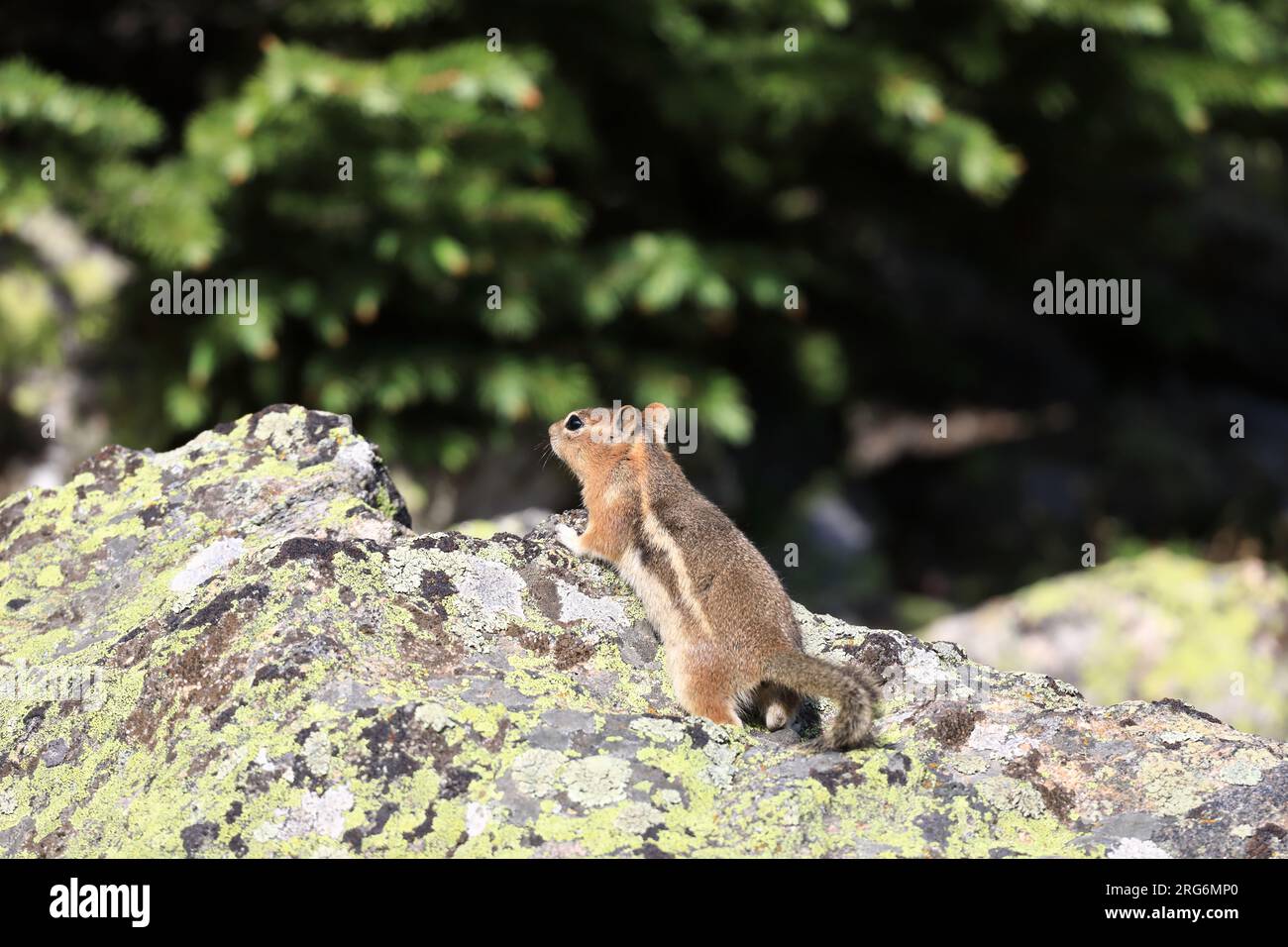 Eichhörnchen mit Streifen Stockfoto