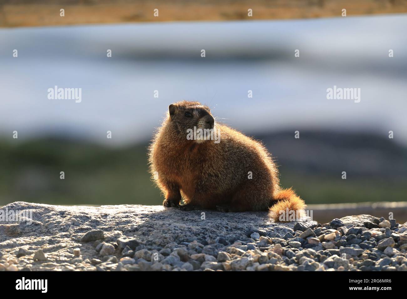 Marmot-Betrachtung Stockfoto