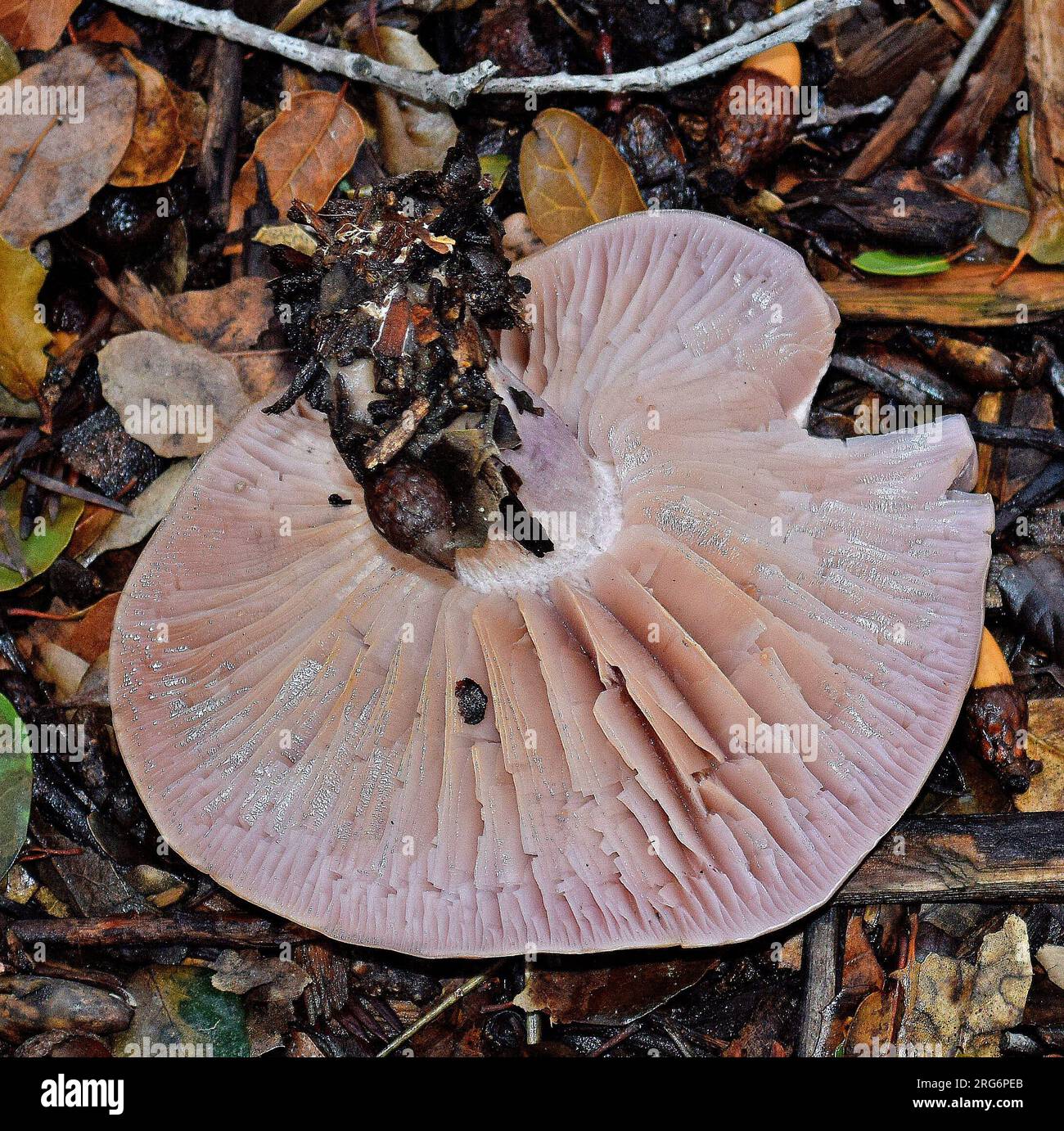 Pilze wachsen im Cann Park in Union City, Kalifornien Stockfoto