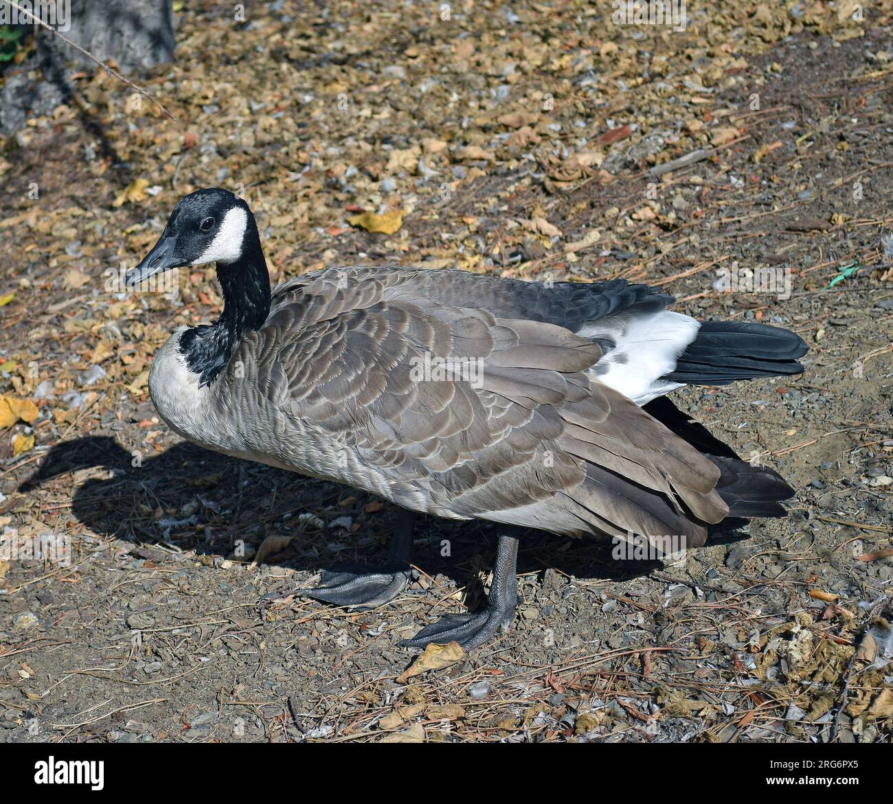 Kanadagans, Branta canadensis, in Union City, Kalifornien Stockfoto