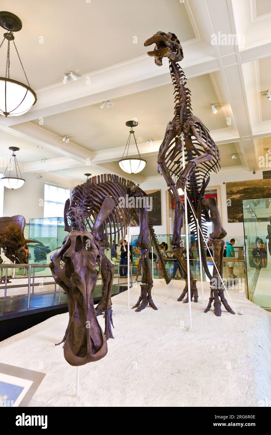 NEW YORK - JULI 8: Das American Museum for National History in Newe York beherbergt eine große Sammlung von Dinosaurierskeletten und prähistorischen, auch menschlichen Exen Stockfoto