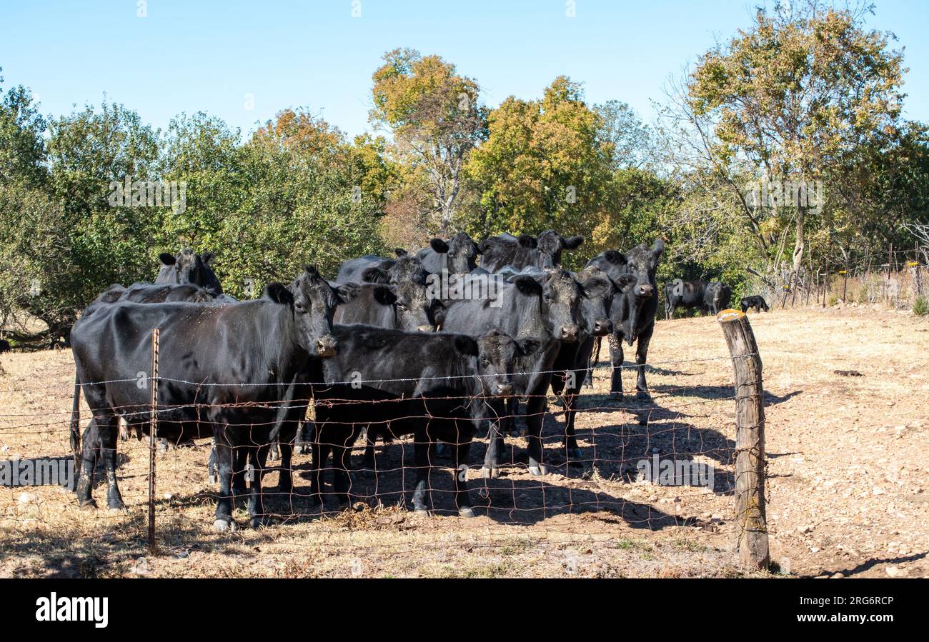 Schwarze angus-Kühe versammeln sich am Zaun und halten Ausschau nach frischem Heu oder Wasser. Stockfoto