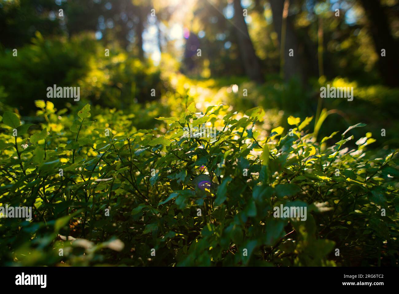 Nahaufnahme Grüne Blätter Blaubeere im grünen Hintergrund mit einem Sonnenstrahl im Sommer, Beerenobst, Blüte, Botanik Stockfoto
