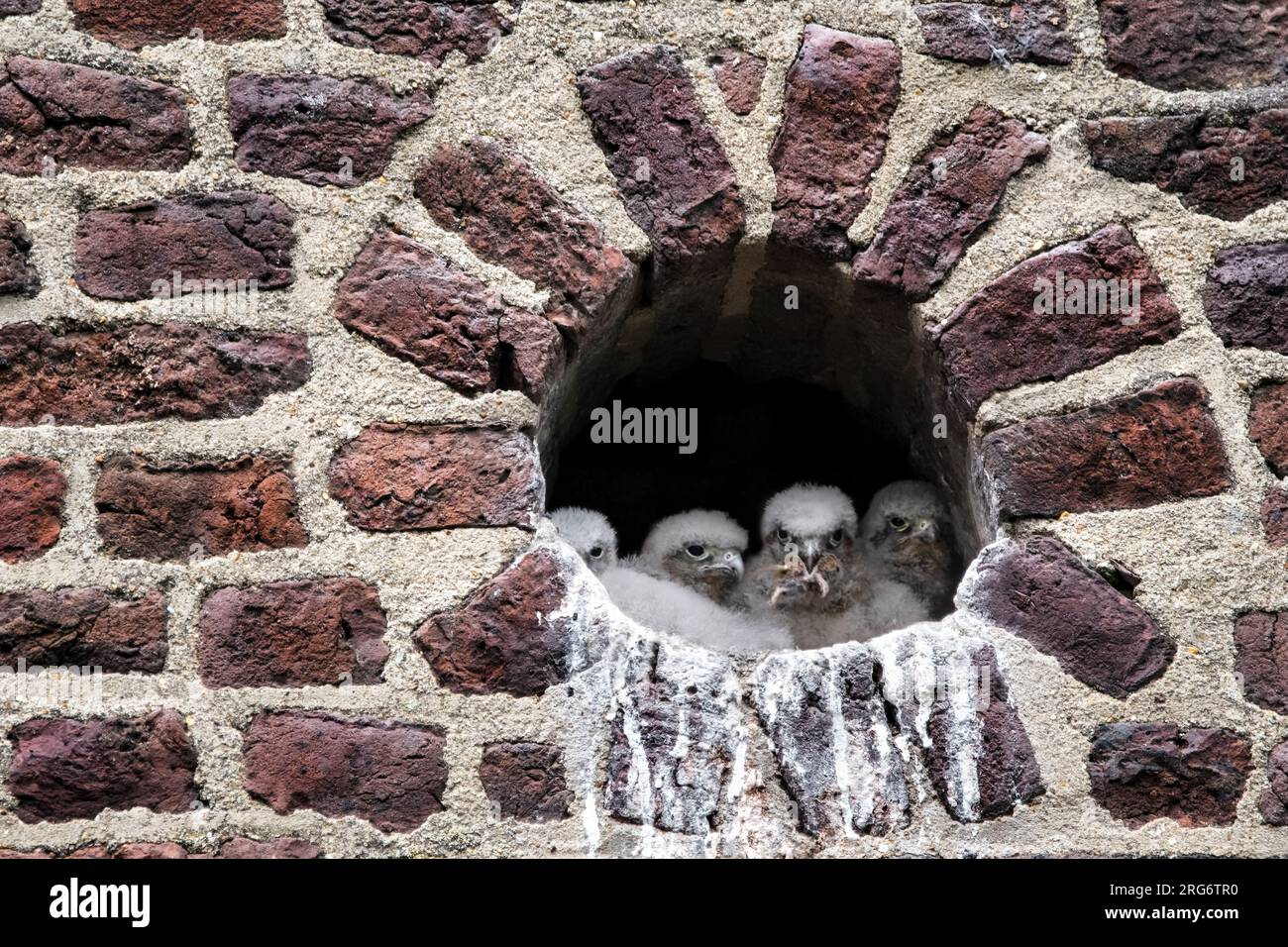 Vier flauschige Falkenbabys in ihrem Nest in einem Loch in einer Wand eines Hauses, eines isst eine Maus, Augenkontakt Stockfoto
