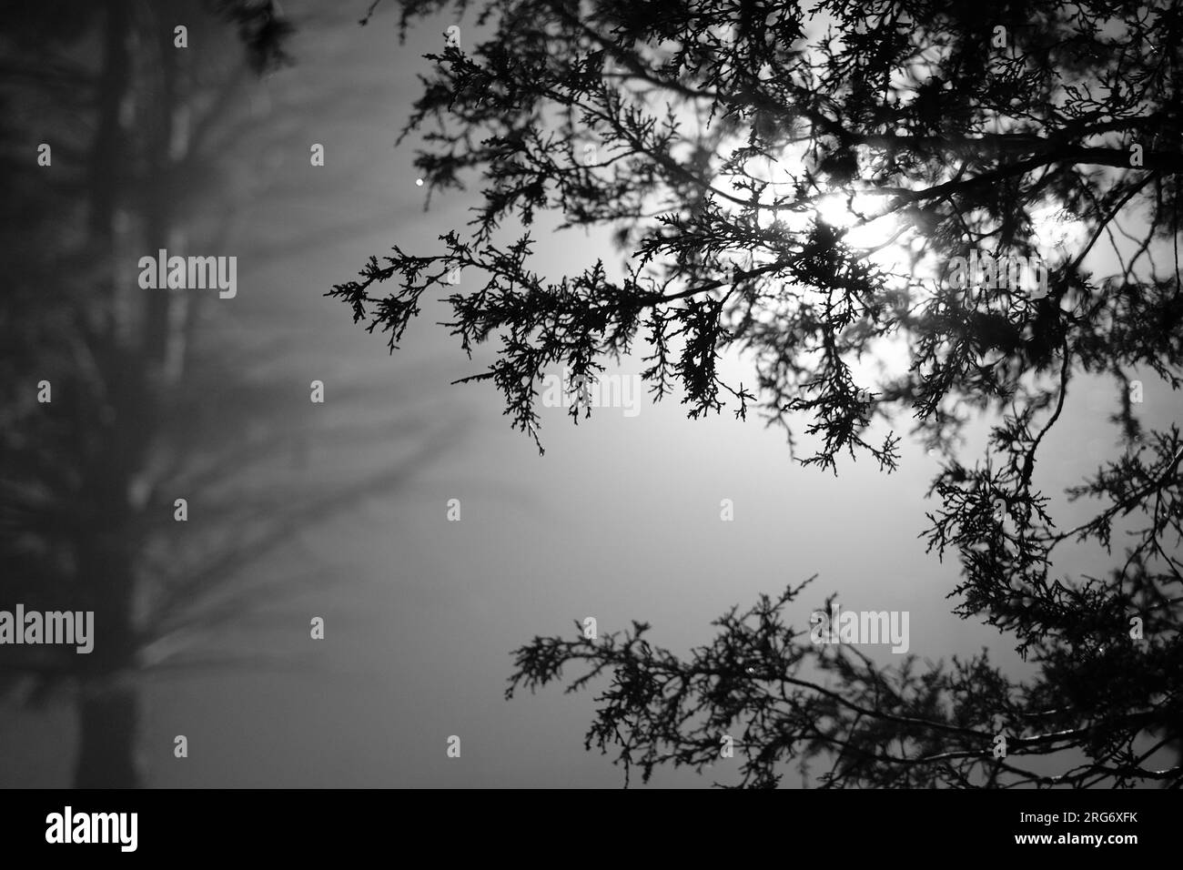 Künstlerische, intime Nahaufnahme des Naturlebens mit Sonnenaufgängen und Sonnenuntergängen in einem Stadtpark mit wechselnden Jahreszeiten vom Sommer zum Schnee in B&W. Stockfoto