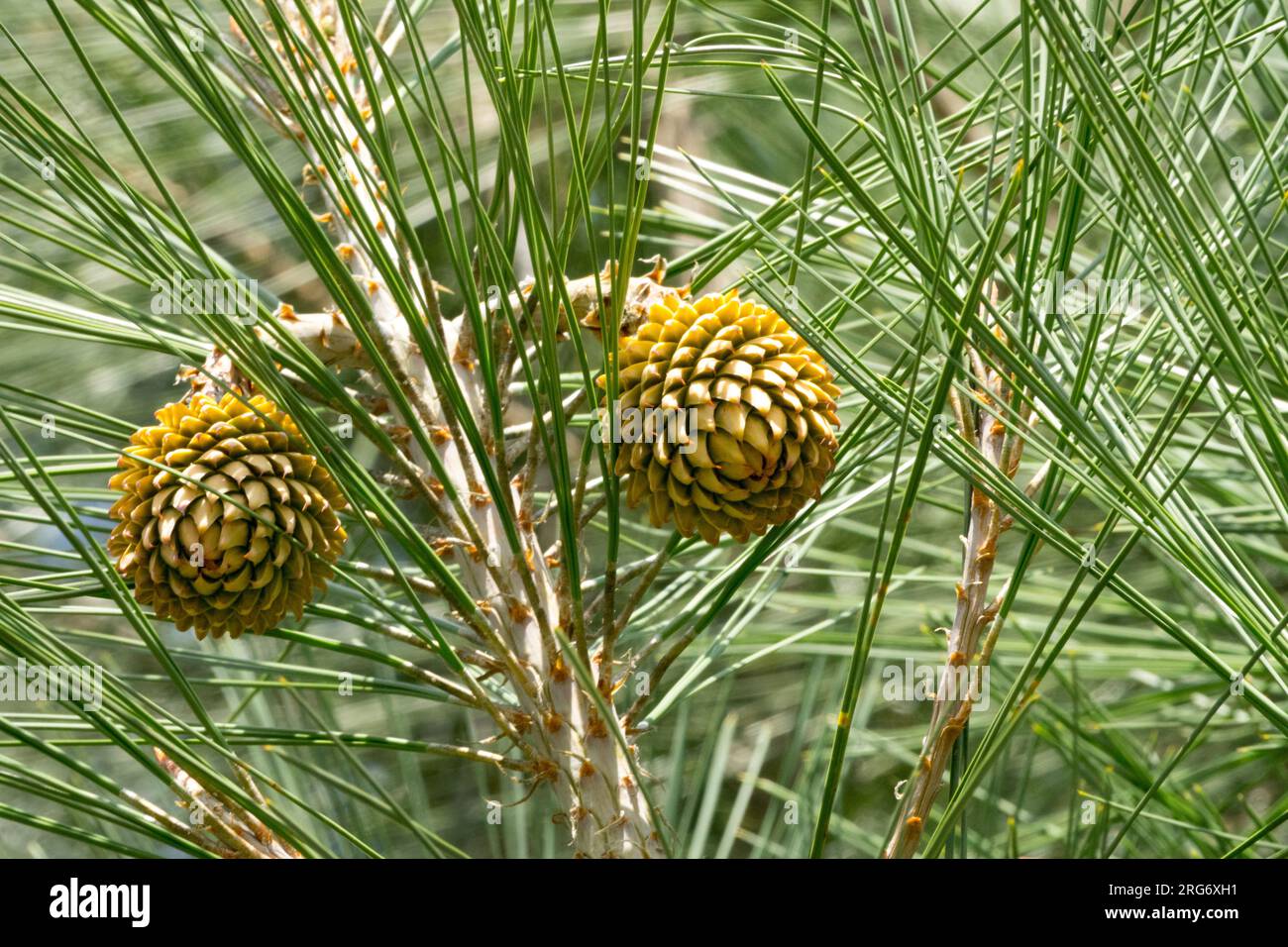 Junge zwei weibliche Zapfen auf einem Ast mit langen Nadeln, Digger Pine Pinus sabiniana, California Foothill Pine Stockfoto