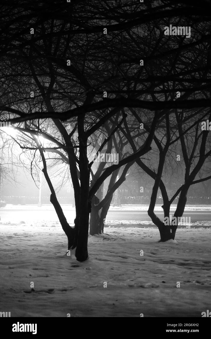 Künstlerische, intime Nahaufnahme des Naturlebens mit Sonnenaufgängen und Sonnenuntergängen in einem Stadtpark mit wechselnden Jahreszeiten vom Sommer zum Schnee in B&W. Stockfoto