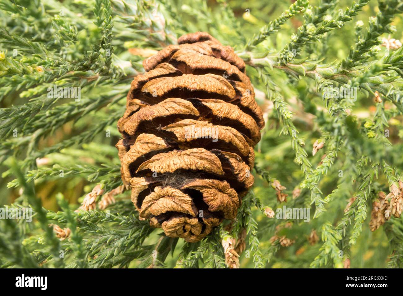 Sequoiadendron giganteum-Konus mit bereits ausgelaufenen Samen Stockfoto