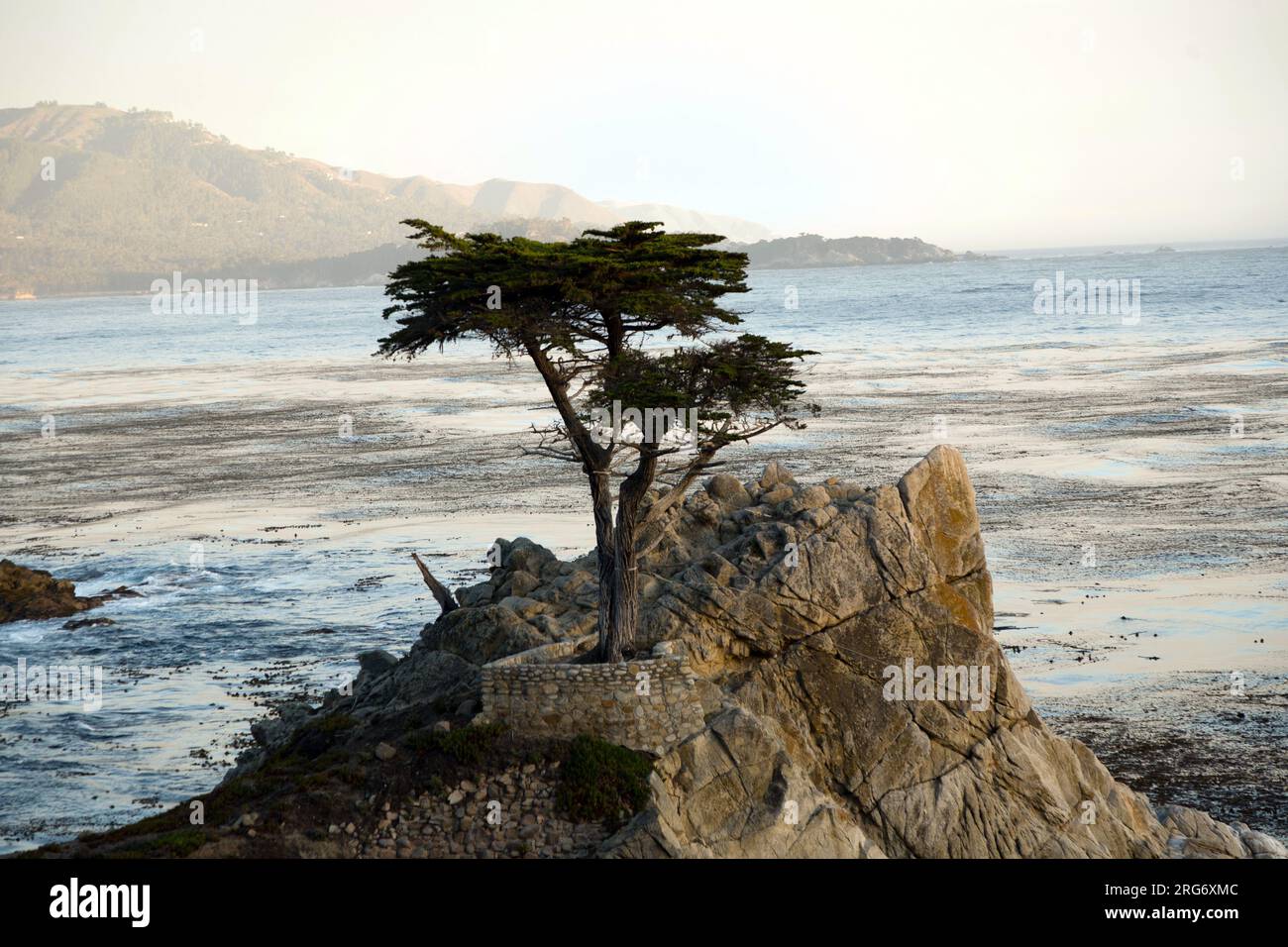 PEPPLE BEACH, USA - 26. JULI 2008: Einsame Zypresse bei Sonnenuntergang in Pebble Beach, USA. Seit 250 Jahren steht diese einsame Zypresse auf dem Hügel und ist nowad Stockfoto