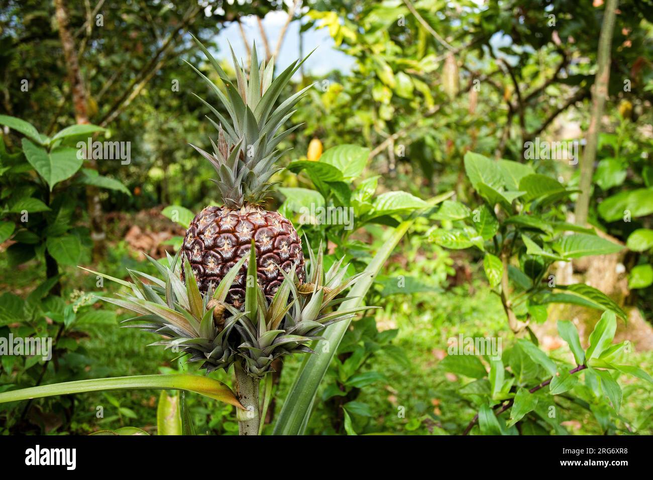 Ananas comosus – Ananasfrüchte zur Erntezeit auf dem Bauernhof Stockfoto