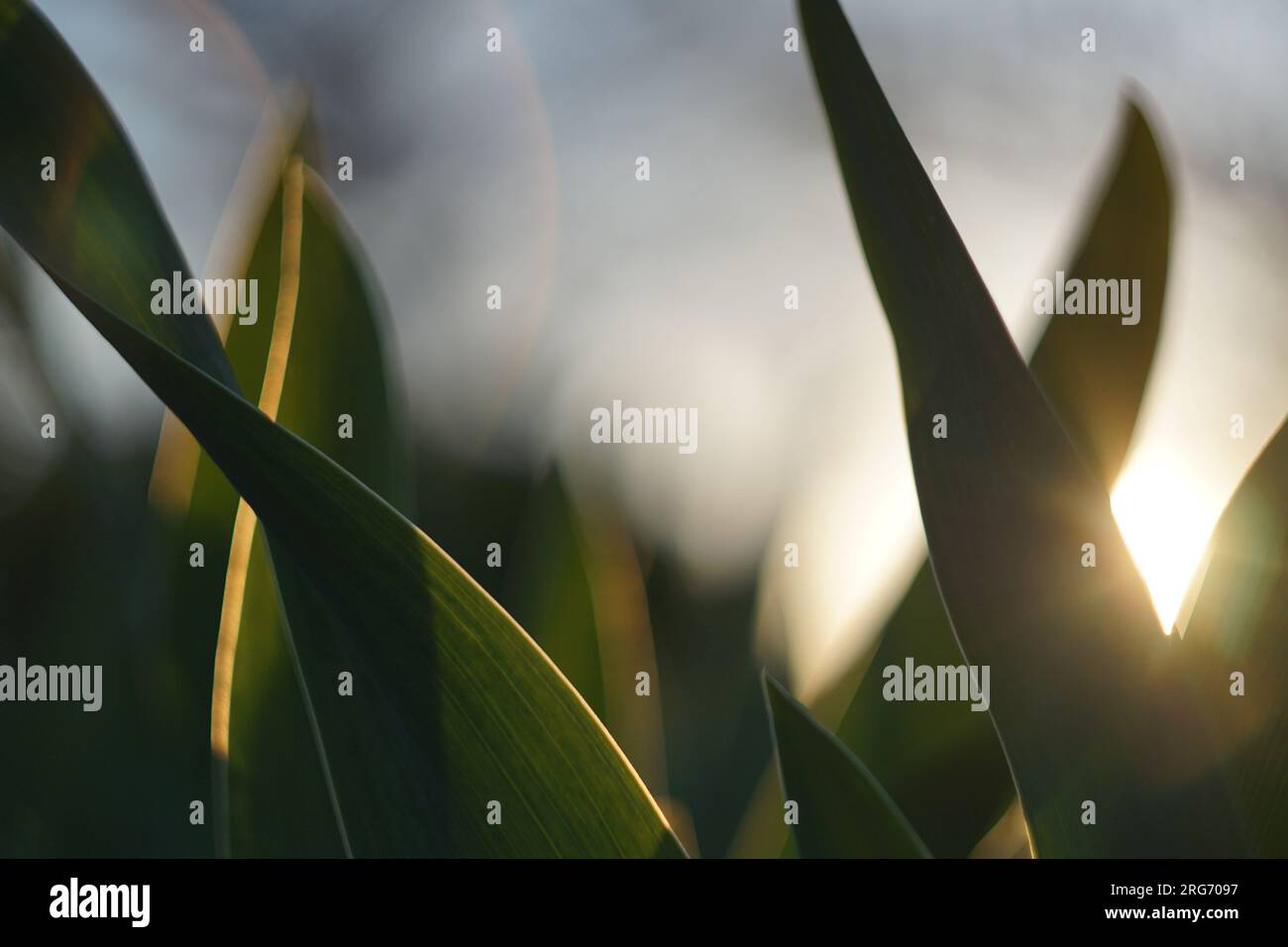 Künstlerische, intime Nahaufnahme des Naturlebens mit Sonnenaufgängen und Sonnenuntergängen in einem Stadtpark mit wechselnden Jahreszeiten vom Sommer zum Schnee in B&W. Stockfoto