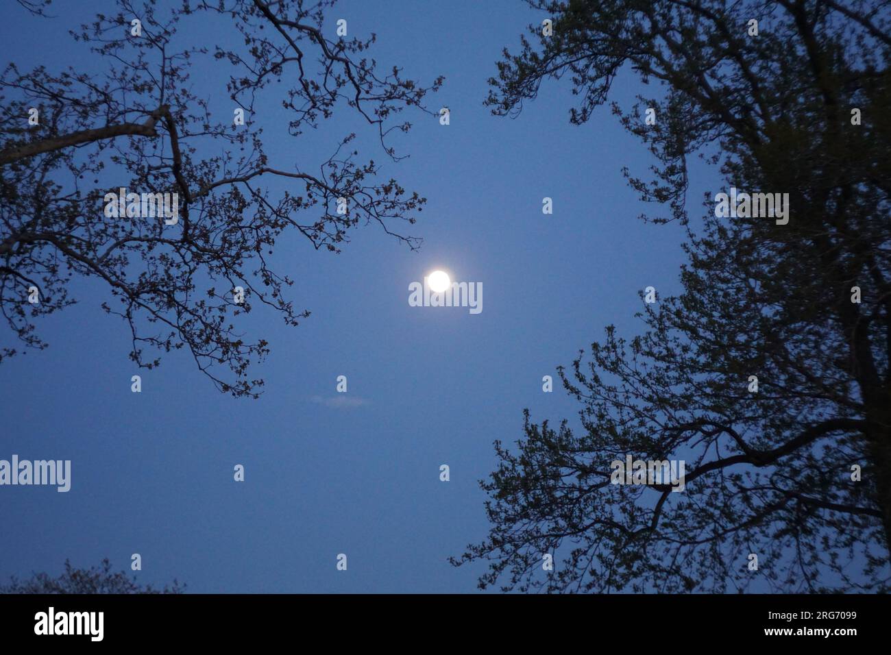 Künstlerische, intime Nahaufnahme des Naturlebens mit Sonnenaufgängen und Sonnenuntergängen in einem Stadtpark mit wechselnden Jahreszeiten vom Sommer zum Schnee in B&W. Stockfoto