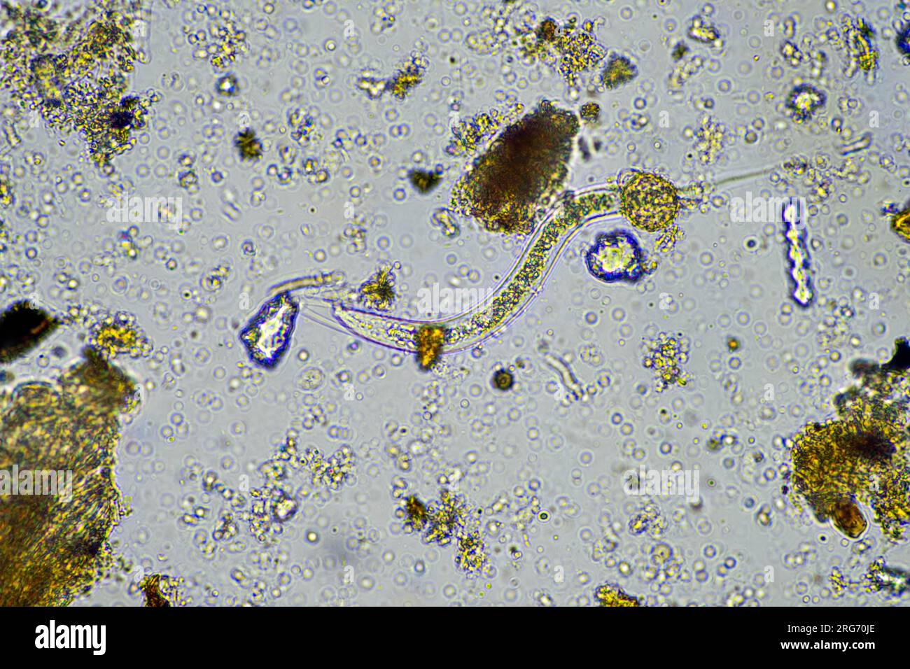 Bakterienfütterung des Bodennematoden in einer Bodenprobe unter dem Mikroskop auf einem regenerativen Betrieb Stockfoto