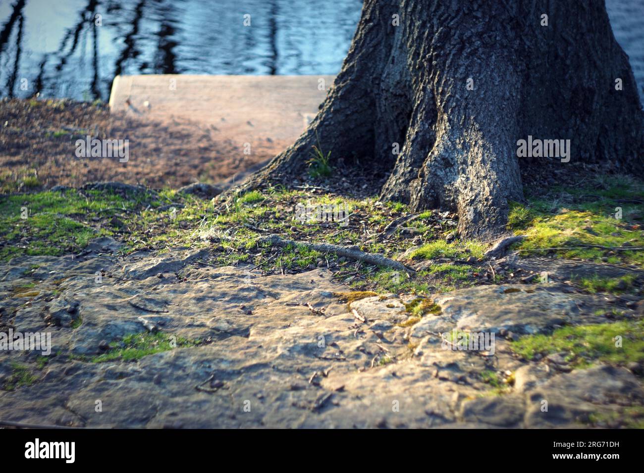 Künstlerische, intime Nahaufnahme des Naturlebens mit Sonnenaufgängen und Sonnenuntergängen in einem Stadtpark mit wechselnden Jahreszeiten vom Sommer zum Schnee in B&W. Stockfoto