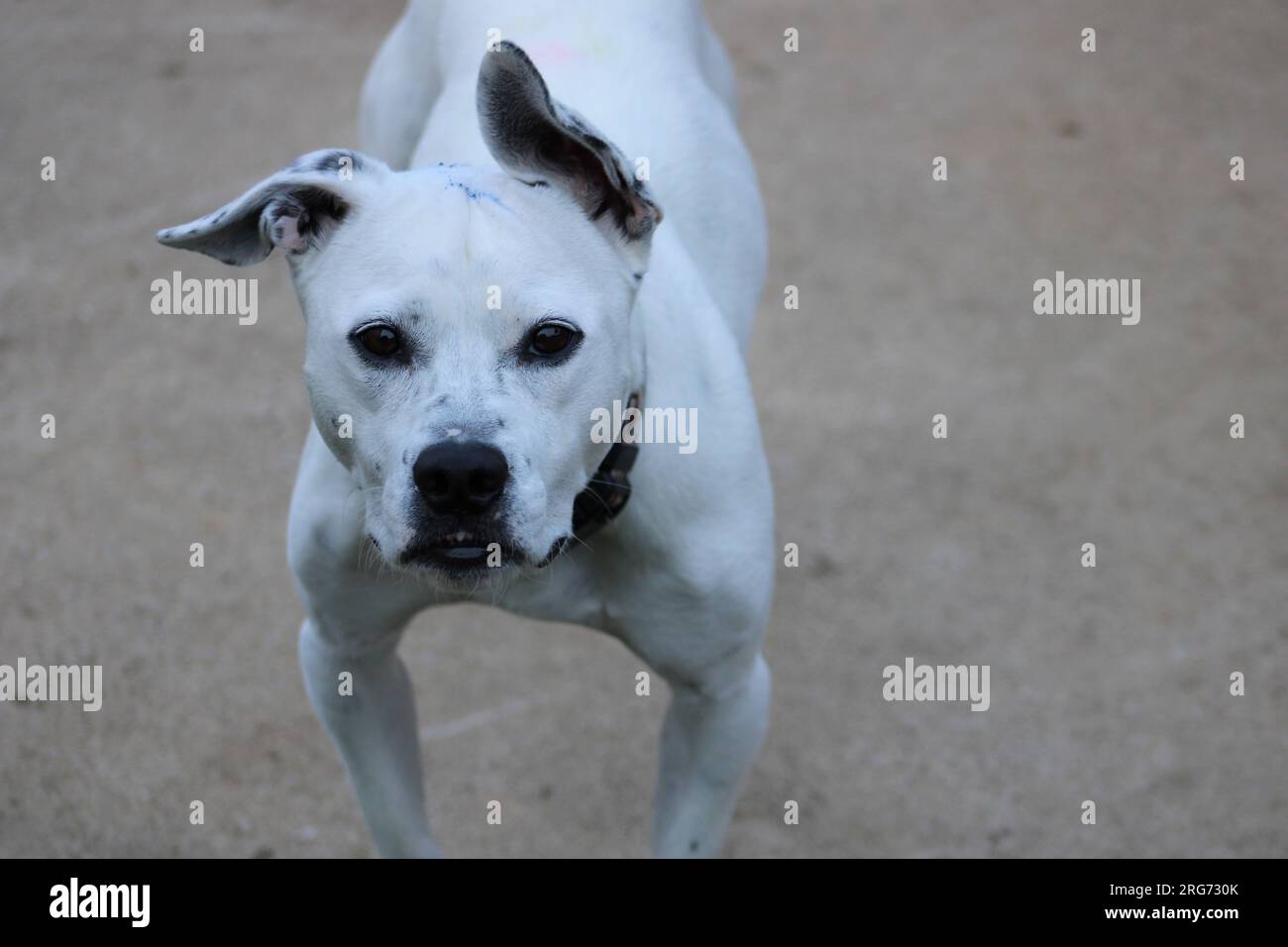 Des Menschen bester Freund Stockfoto