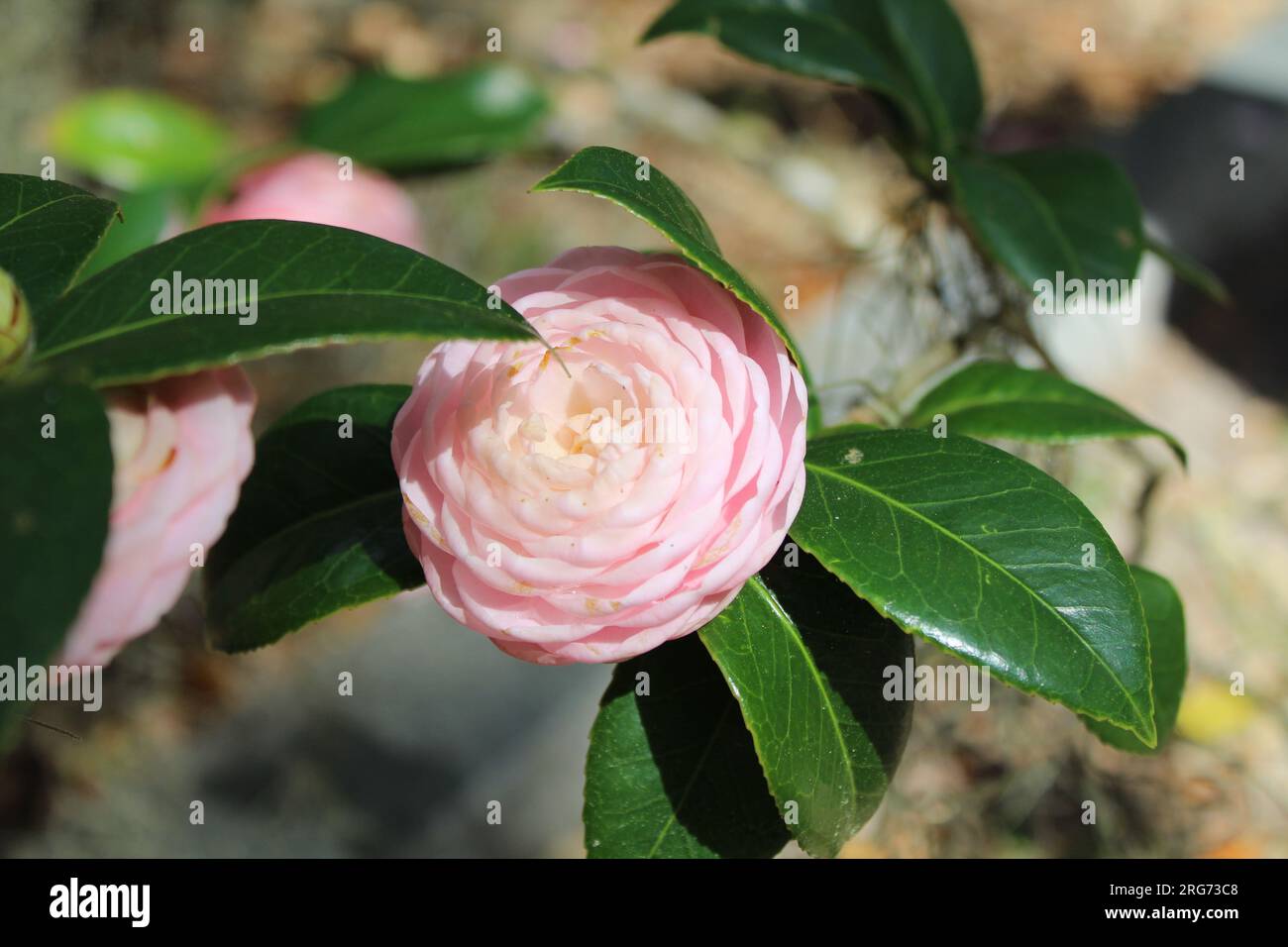 Eine Kamelienblume, die auf einem Friedhof auf Amelia Island, Florida, wächst. Stockfoto