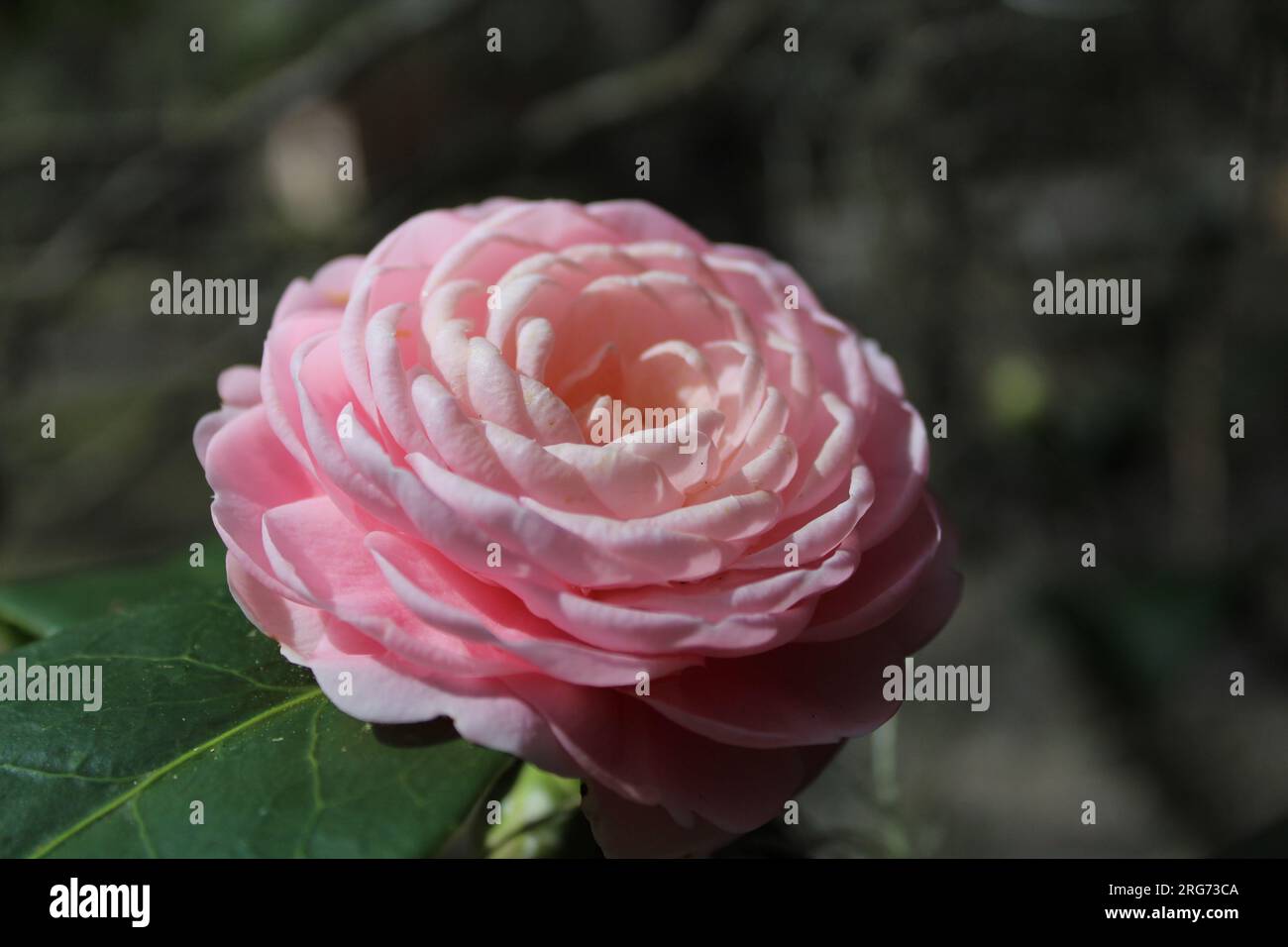 Eine Kamelienblume, die auf einem Friedhof auf Amelia Island, Florida, wächst. Stockfoto