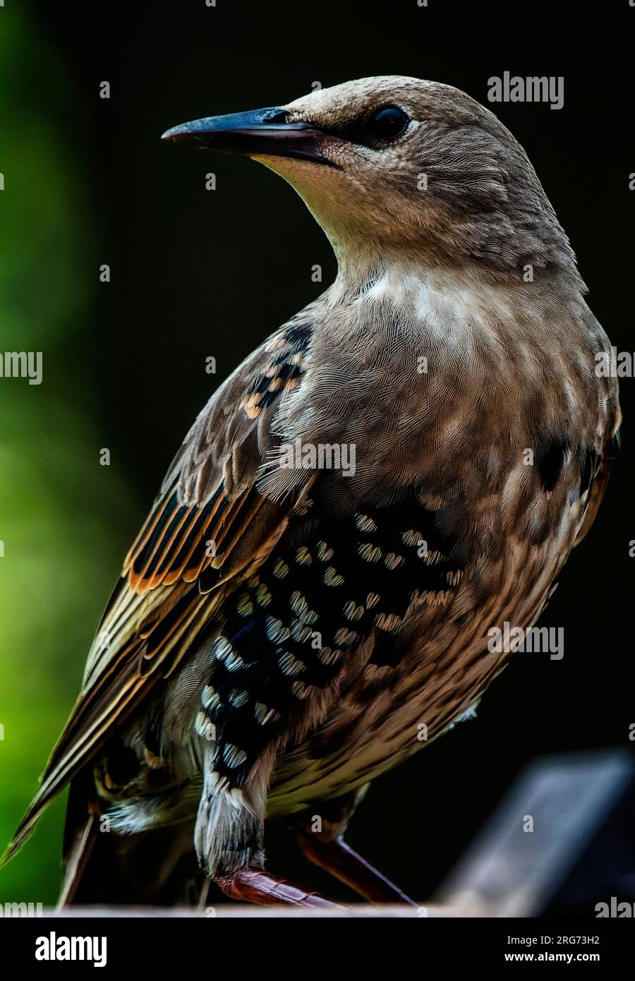 Ein Starling auf dem Hinterhof-Deck Stockfoto