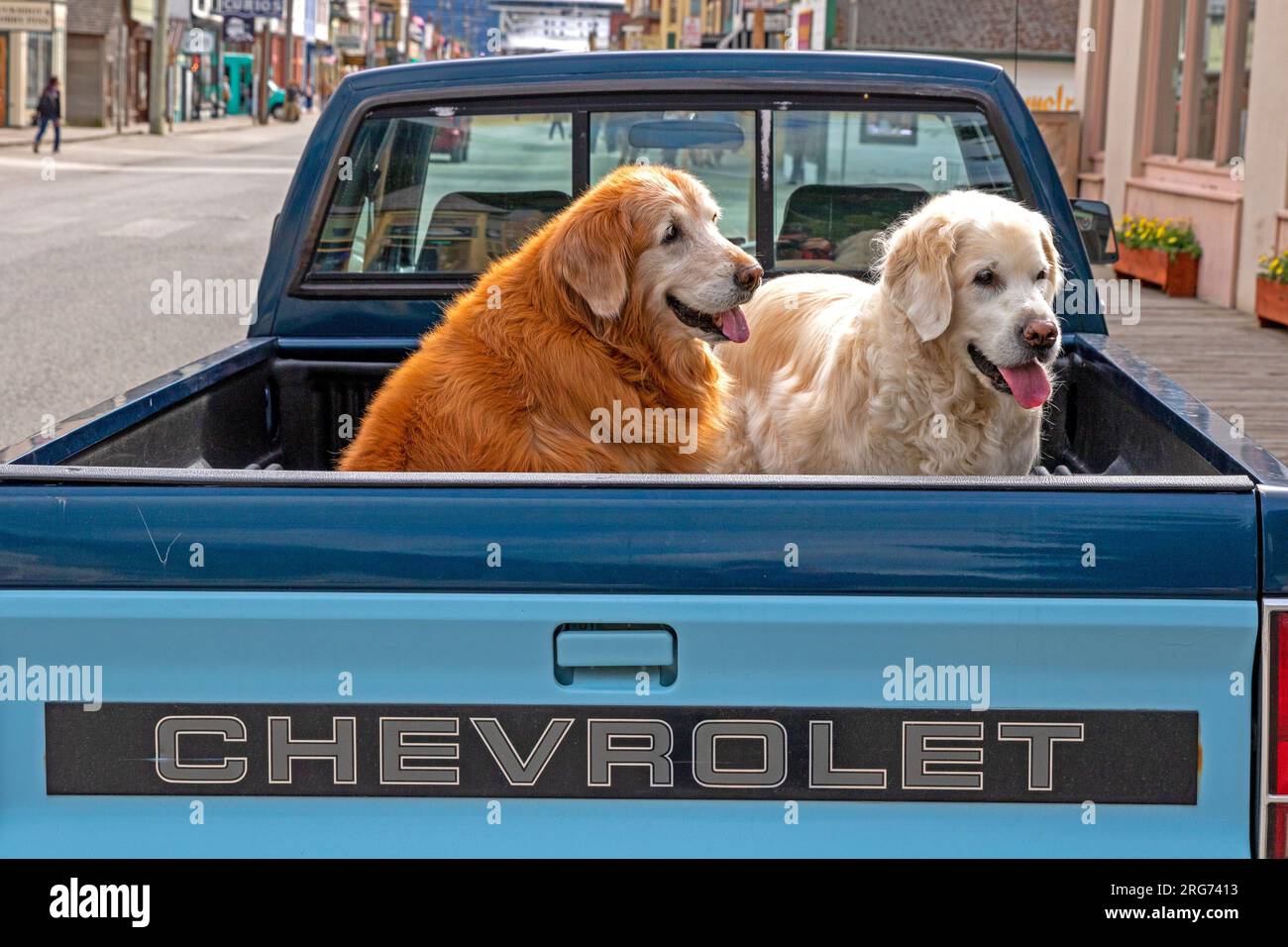 Hunde in einem Fahrzeug auf dem Broadway, Skagway Stockfoto
