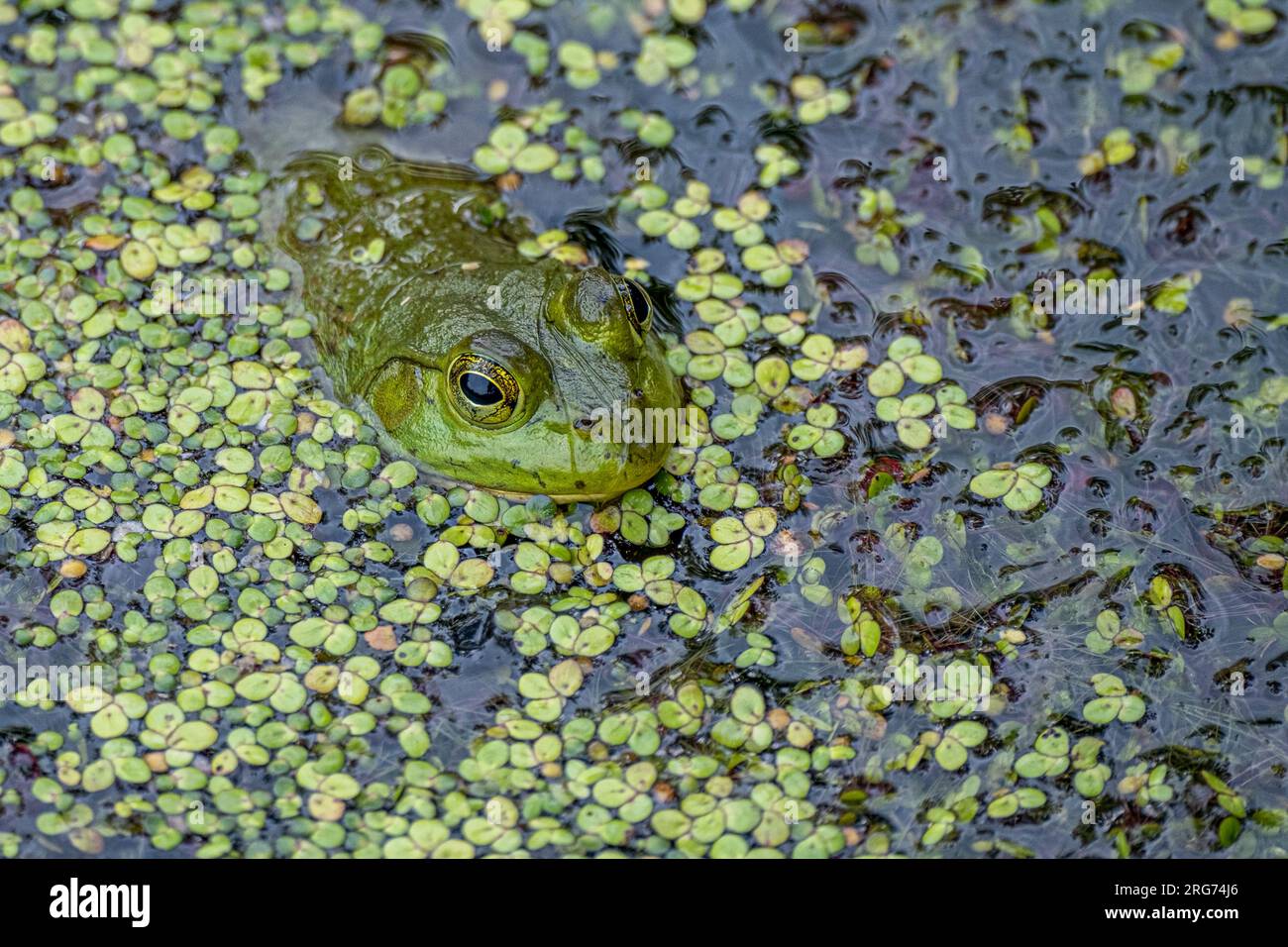 Ein grüner Frosch in einem kleinen Teich Stockfoto