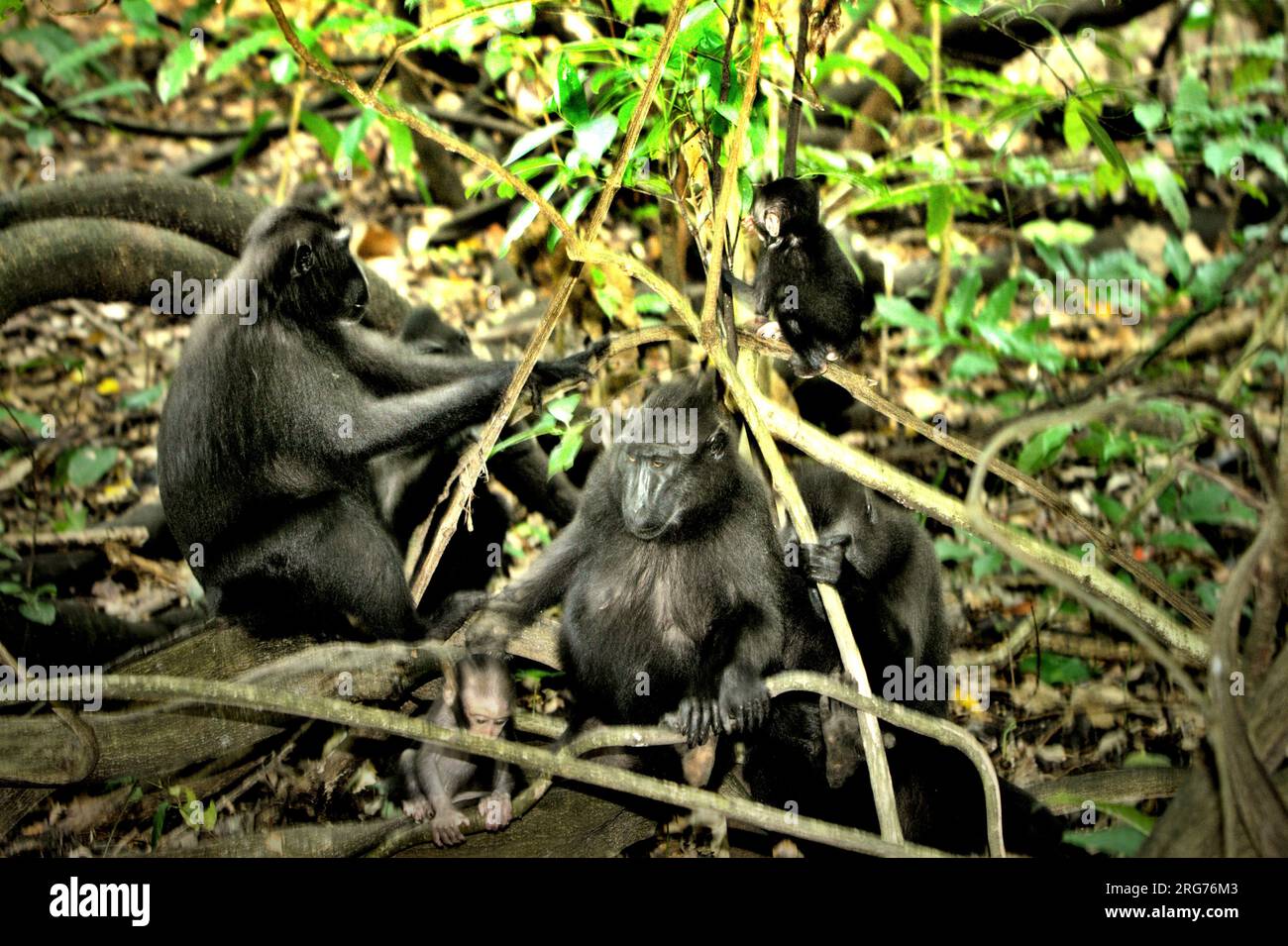 Nachkommen von Sulawesi-Schwarzkammmakaken (Macaca nigra) spielen unter der Obhut einer Gruppe erwachsener Individuen im Naturschutzgebiet Tangkoko, North Sulawesi, Indonesien. Männliche Kammmakaken reagieren selten (11 Prozent) auf Schreie von Säuglingen, die an agonistischen Interaktionen beteiligt sind, so ein Team von Primaten-Wissenschaftlern unter Leitung von Daphne Kerhoas in ihrem Bericht vom Juli 2023 im International Journal of Primatology. „Wir fanden auch heraus, dass Männer, die der beste Freund der Mutter waren, etwas eher auf die Schreie eines Säuglings reagierten als Männer, die nicht die besten Freunde der Mutter waren“, schrieben sie. Stockfoto