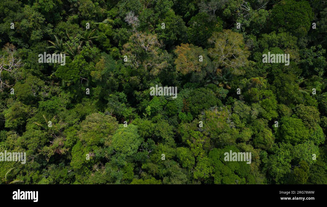 Amazonaswälder haben große Bäume, die der Welt Sauerstoff liefern Stockfoto