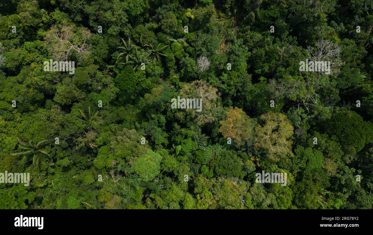 Amazonaswälder haben große Bäume, die der Welt Sauerstoff liefern Stockfoto