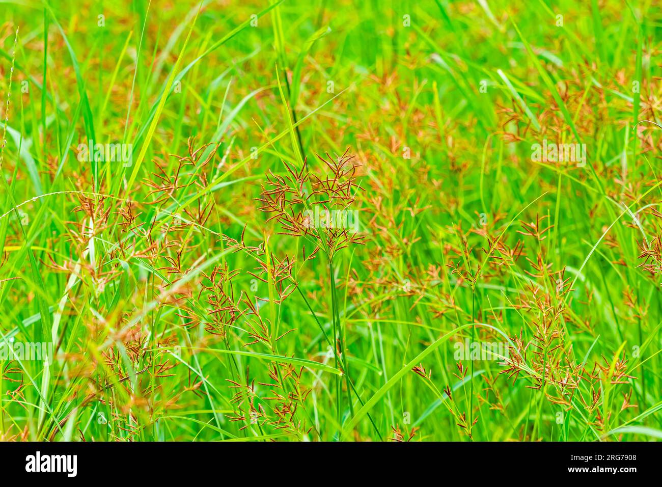 Ländliche Szene mit blühenden wilden Grasblumen mit grünen Blättern auf dem Feld in der Frühlingssaison, Nahaufnahme. Horizontales Format. Stockfoto