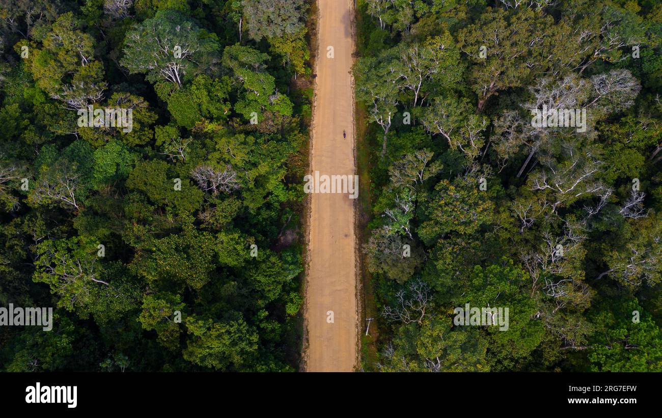 Die Amazonischen Wälder von Loreto in Peru haben eine große Vegetation und werden in vielen Fällen nicht von Flüssen überflutet Stockfoto