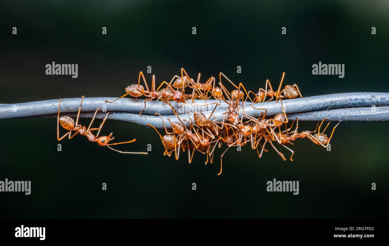 Rote Ameisen-Gruppe, die an Stacheldraht arbeitet, Weaver Ameisen-Makrofoto, Teamwork in der Natur und dunkler Hintergrund. Stockfoto