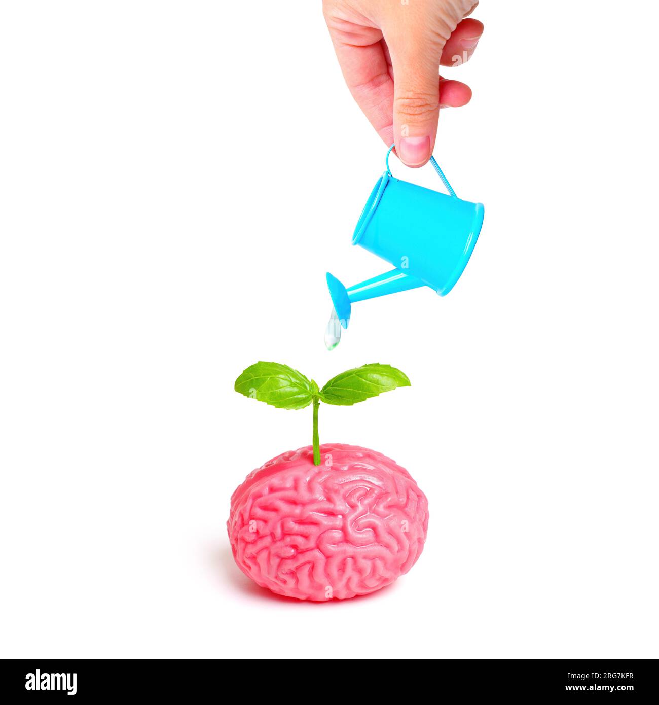 Hand wäscht fein ein ein anatomisches Modell des menschlichen Gehirns mit einer blauen Miniatur-Wasserdose. Eine junge Pflanze schießt symbolisch Sprossen aus dem B Stockfoto