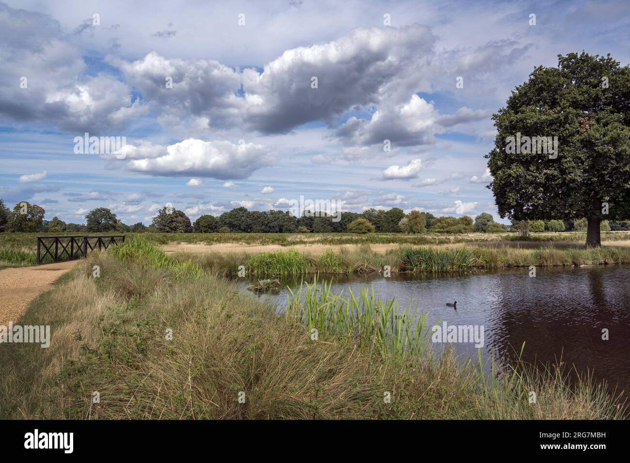 Bushy Park Bootsteich mit Fußgängerbrücke über den Fluss früh bewölkter Morgen im August Stockfoto