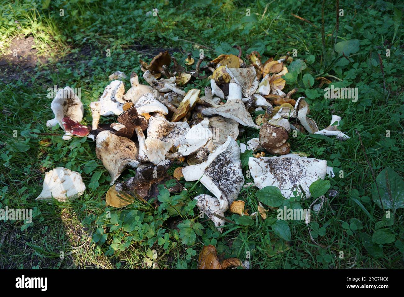 Haufen entwurzelter Pilze im Wald Stockfoto