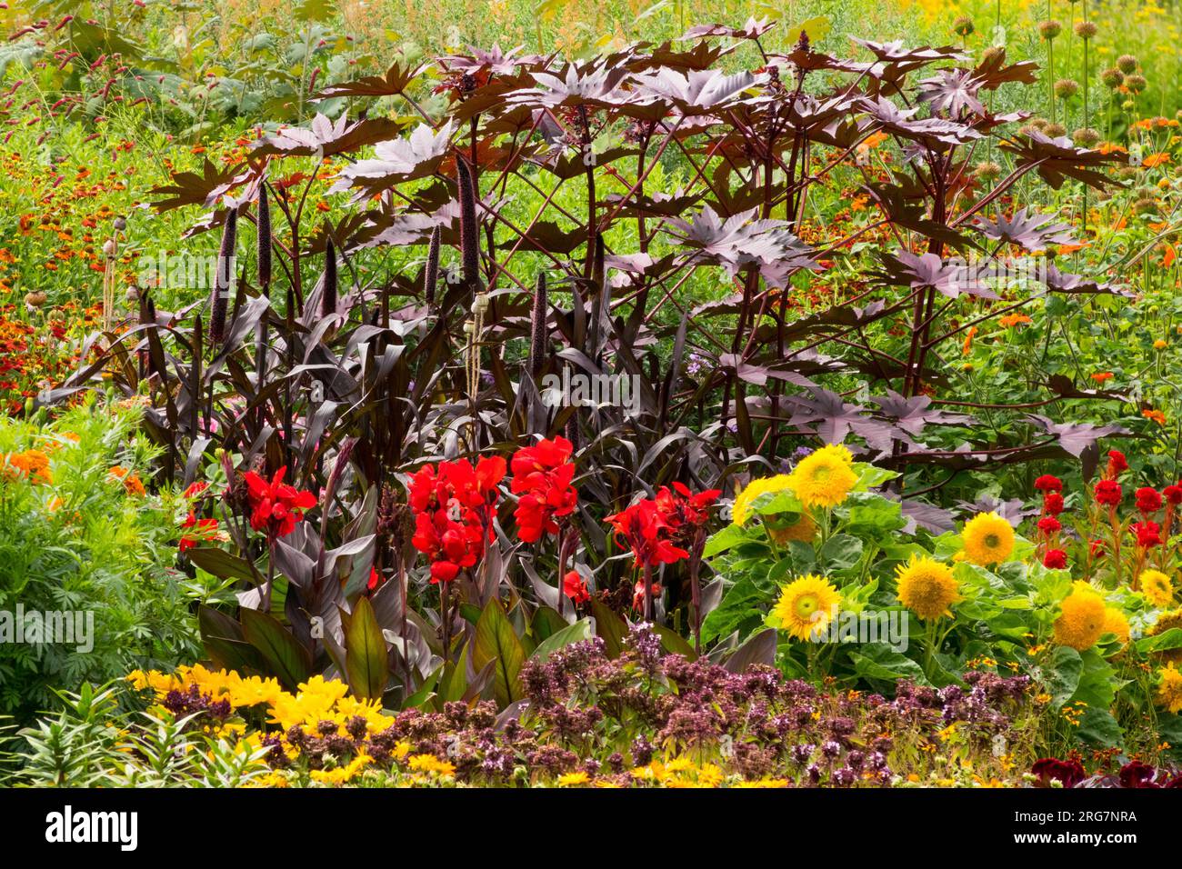 Farbenfrohe Blumen Garten grenzt an einjährige und mehrjährige Pflanzen Gelb, Purple Red Canna Sonnenblumen Rizinusölmühle in einer Gartenszene Stockfoto