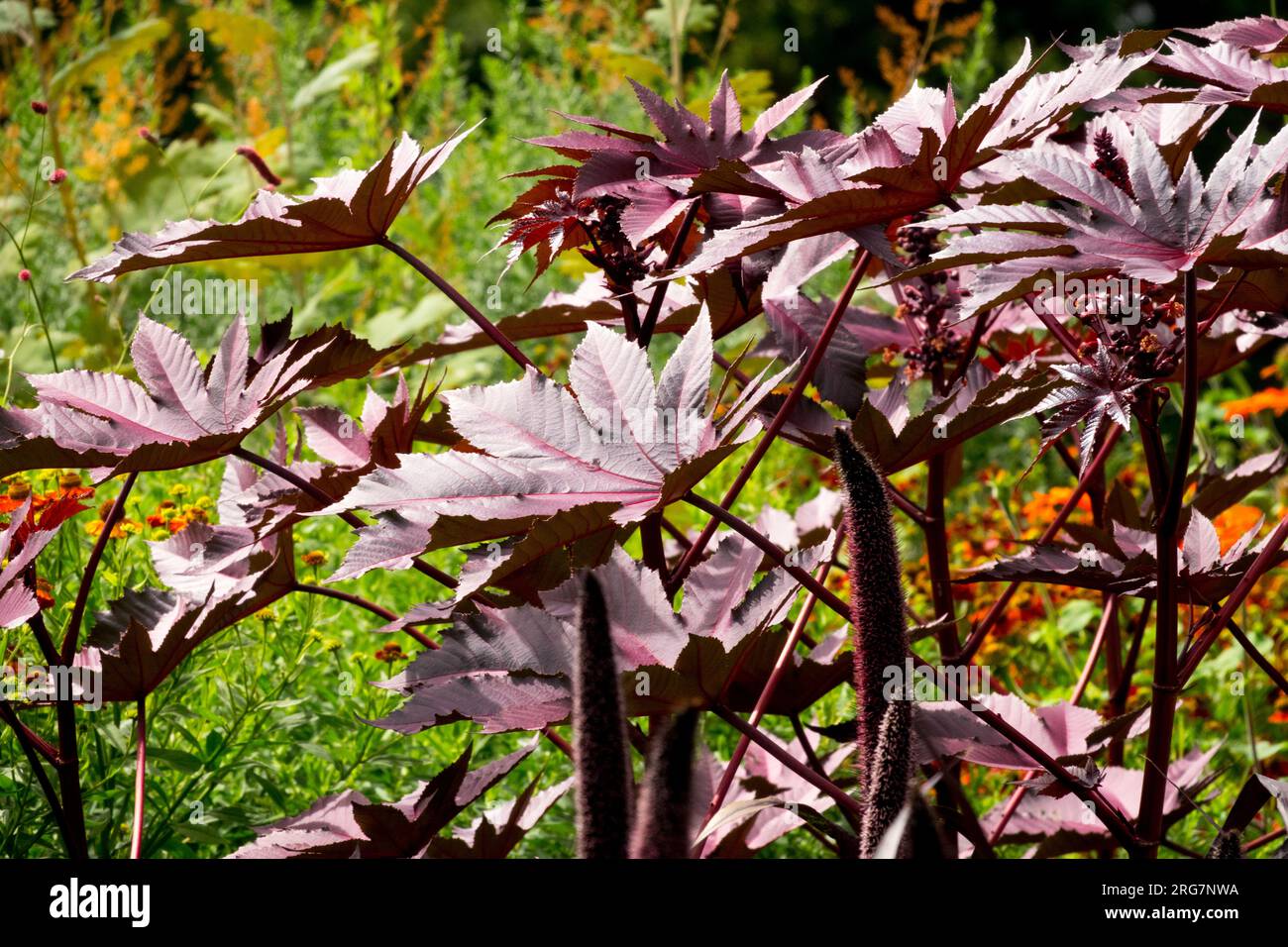 Violett, Blätter, Ricinus communis 'Neuseeland Purple', Laub, Garten, Pflanze, Blumenbeet, Rizinusölwerk Stockfoto
