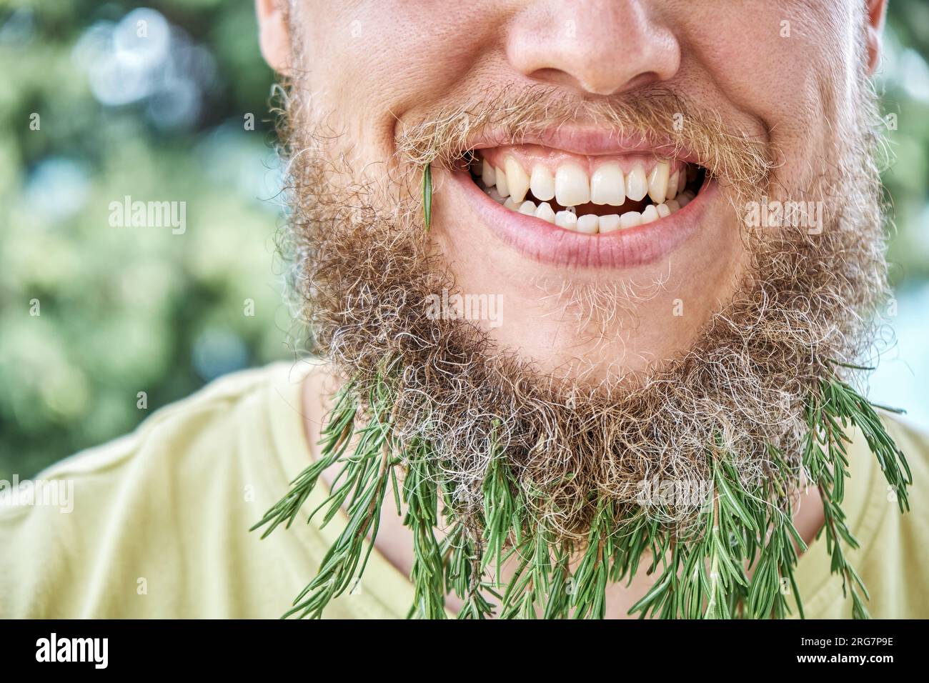 Lächelnder Männerbart und duftender Rosmarin-Zweig. Ein erwachsener, kindischer Mann auf einer sonnigen Wiese mit aufgeregtem Gesichtsausdruck auf Nahaufnahme Stockfoto