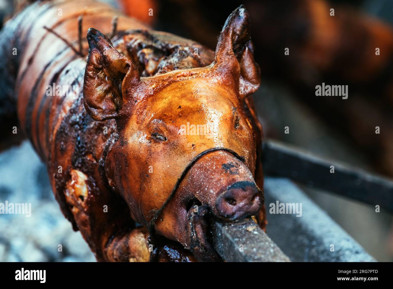 Ganze Schweinepest auf traditionellem Fest in Serbien geröstet, selektiver Fokus Stockfoto
