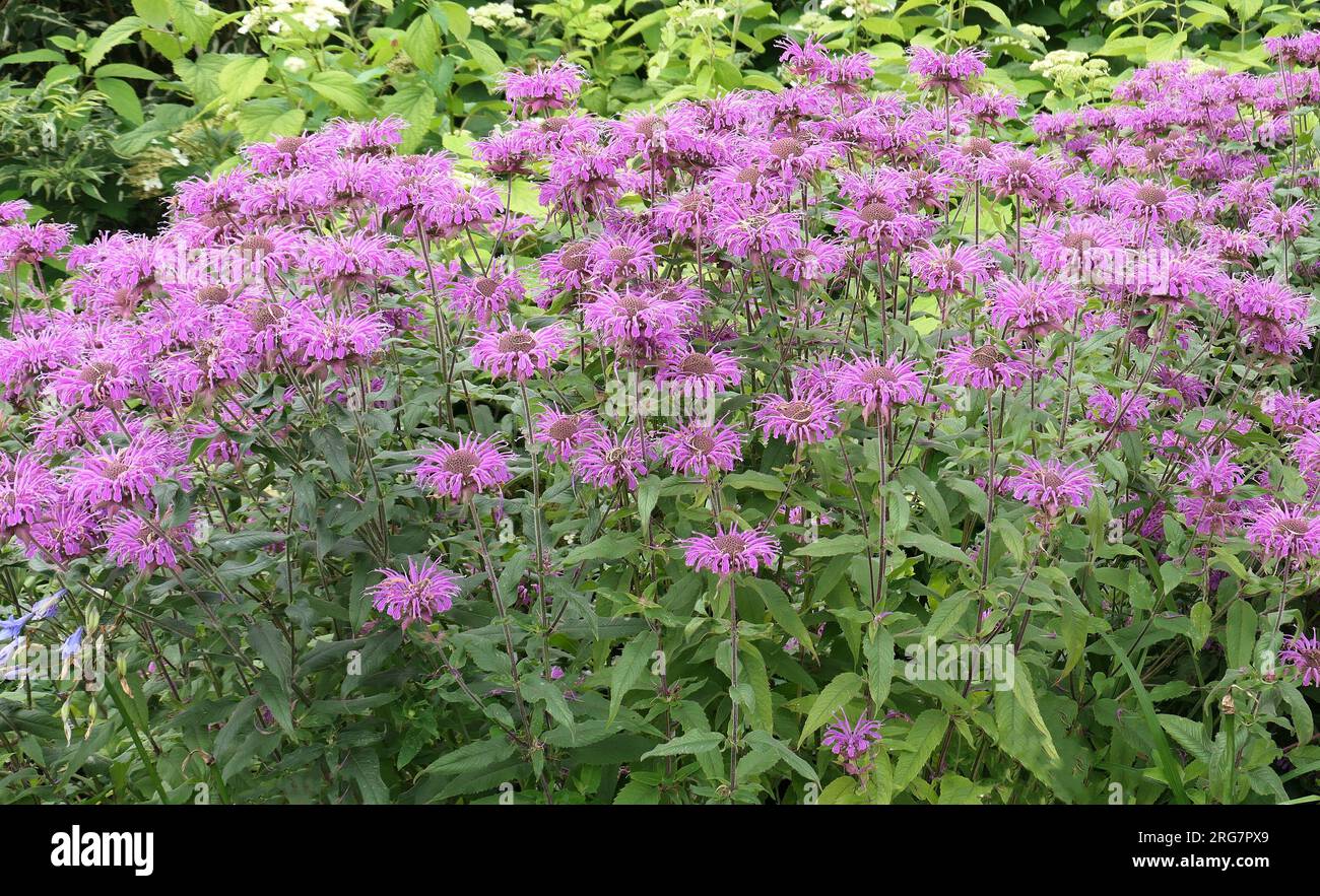 Verschlüsse der violetten blühenden, mehrjährigen Gartenpflanze monarda Violet Queen oder Bergamot. Stockfoto