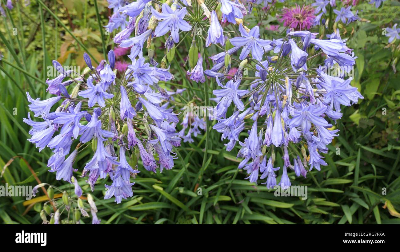 Nahaufnahme der sommerblühenden, mehrjährigen Gartenpflanze Agapanthus Rosemary oder Afrikanische Lilie. Stockfoto