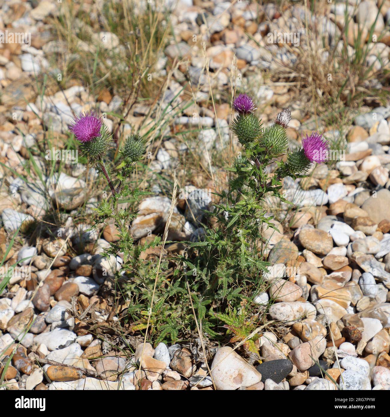 Schließung einer niedrig wachsenden einheimischen Wildblumenpflanze, die in Kies im Freien in der Natur auf den Südkosten des Vereinigten Königreichs wächst. Stockfoto