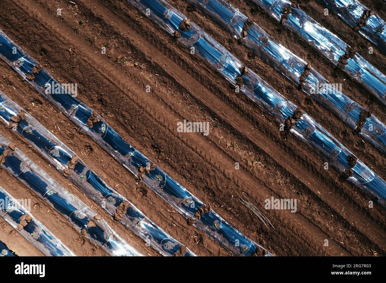 Top-down-Luftaufnahme einer Wassermelonenplantage mit Plastikfolien, Treibhaus-Ausrüstung, Drohne pov Stockfoto