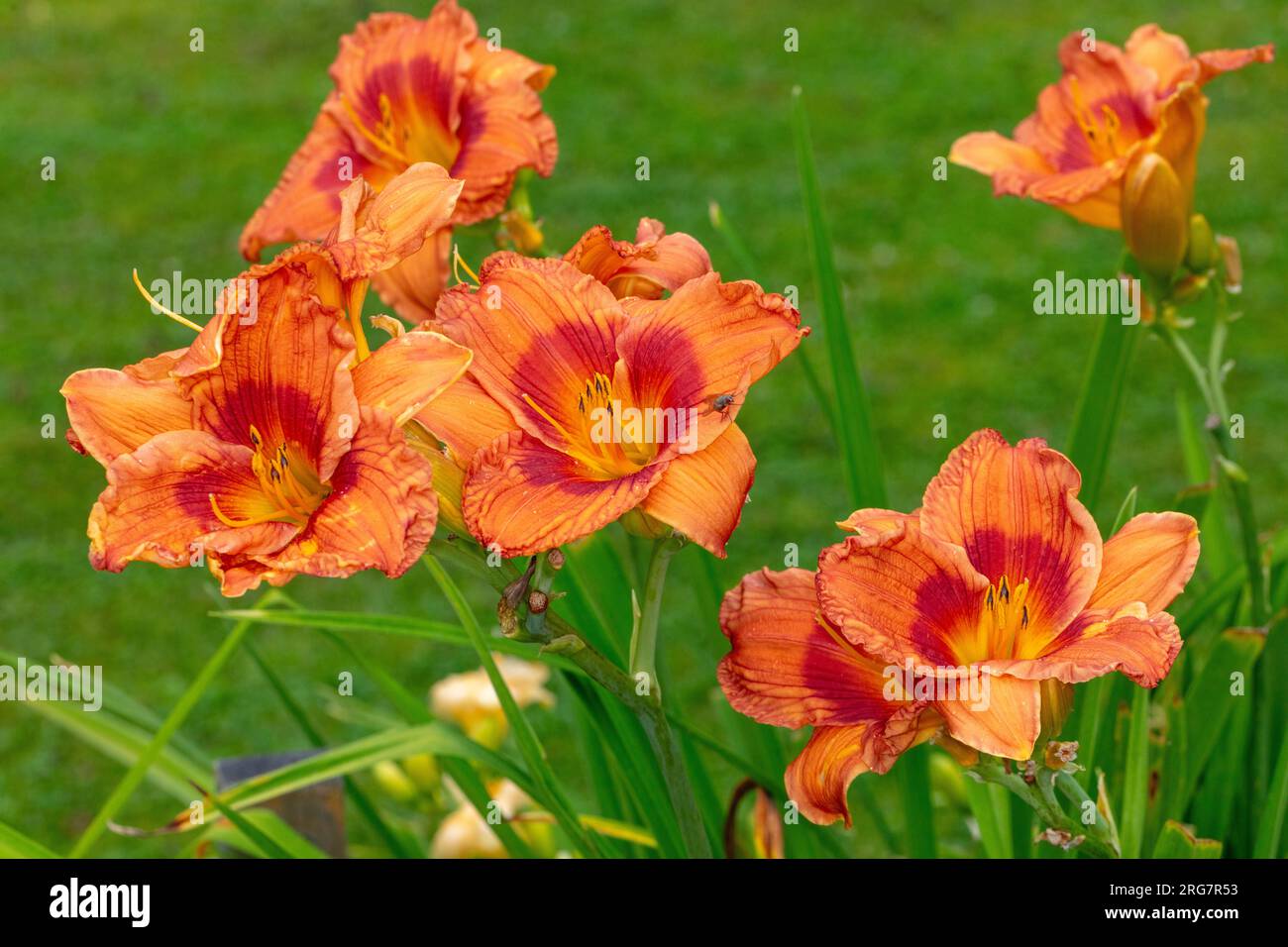 'Ballyhoo' Daylilie, Daglilja (Hemerocallis) Stockfoto