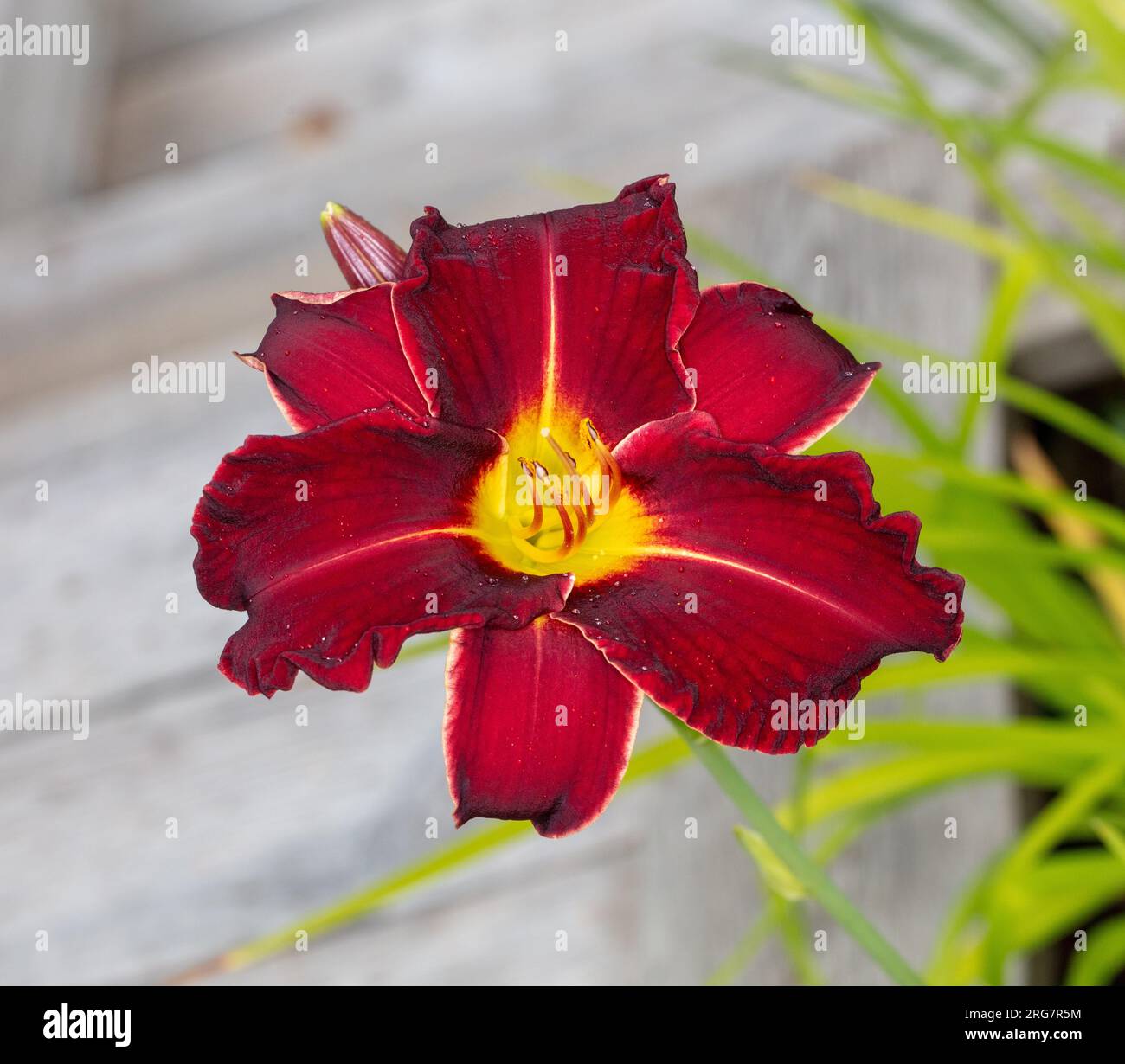"Chicago Blackout' Daylily, Daglilja (Hemerocallis) Stockfoto
