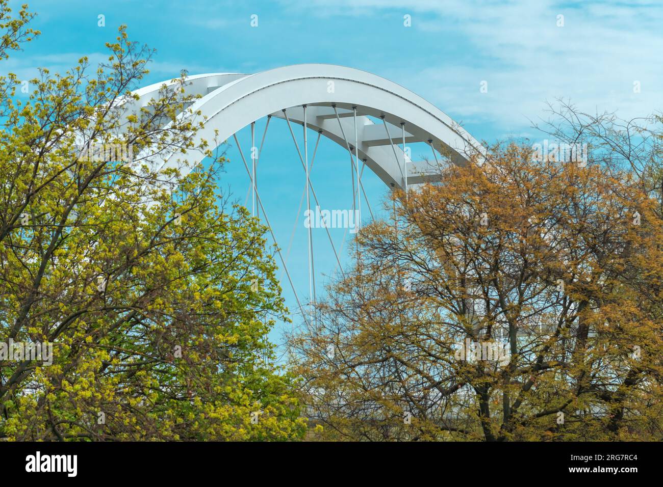Anlegestelle Novi Sad an der Donau mit Zezelj-Brücke hinter den Baumwipfeln am sonnigen Frühlingstag, selektiver Fokus Stockfoto