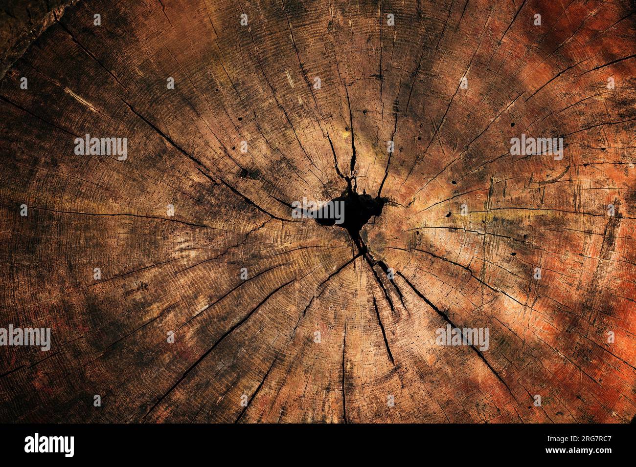 Textur eines alten Baumstumpfes, Draufsicht als Hintergrund Stockfoto