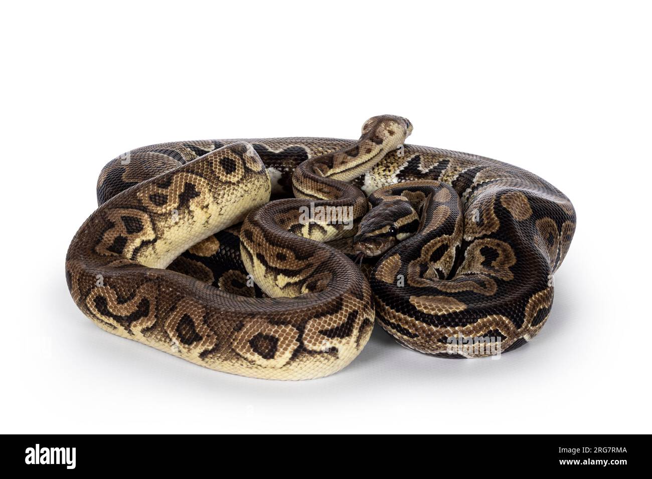 Zwei Morphen von Ball Python alias Python Regius, verheddert und als Freund gelebt. Isoliert auf weißem Hintergrund. Stockfoto