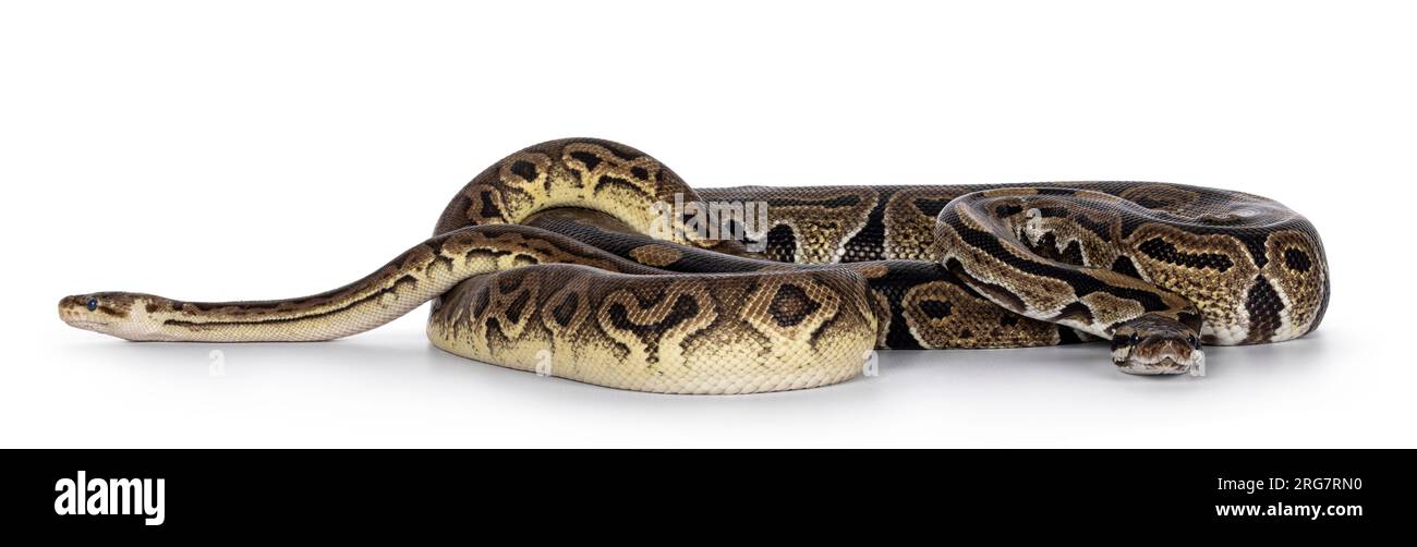 Zwei Morphen von Ball Python alias Python Regius, verheddert und als Freund gelebt. Isoliert auf weißem Hintergrund. Stockfoto
