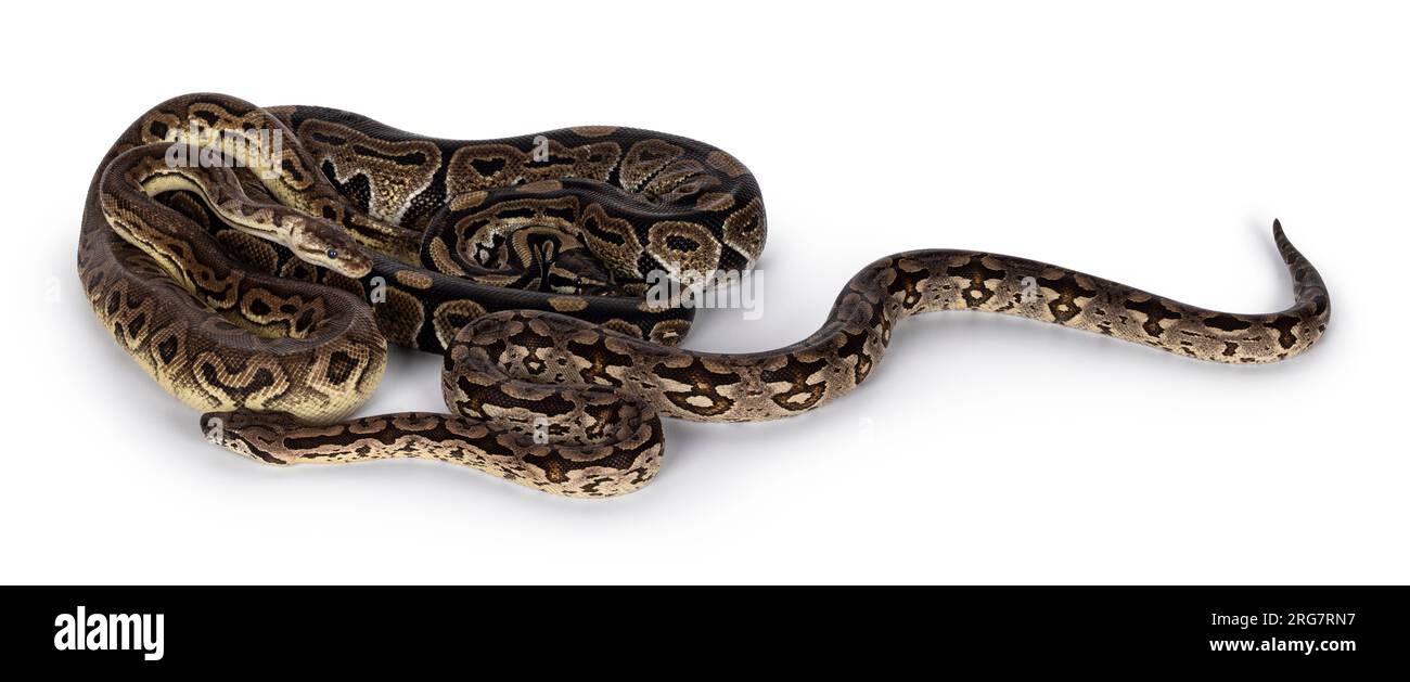 3 Schlangen, 2 Ball Python und eine Boa, verheddert und wie Freunde lebend. Isoliert auf weißem Hintergrund Stockfoto